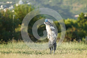 A Border Collie dog jubilantly leaps into the air, catching a blue ball photo