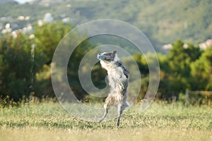 A Border Collie dog jubilantly leaps into the air, catching a blue ball photo