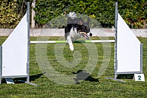 Border collie dog jump hurdle, dog agility competition.