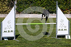 Border collie dog jump hurdle, dog agility competition.