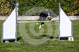 Border collie dog jump hurdle, dog agility competition.