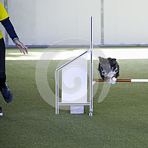 Border collie dog jumping over the obstacle during agility training indoors