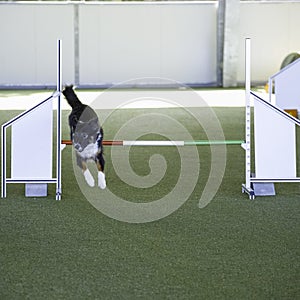 Border collie dog jumping over the obstacle during agility training indoors