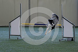 Border collie dog jumping over the obstacle during agility training indoors