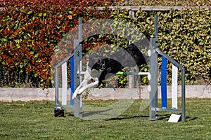 Border Collie dog jumping over the obstacle during agility training outdoor.