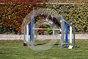 Border Collie dog jumping over the obstacle during agility training outdoor.