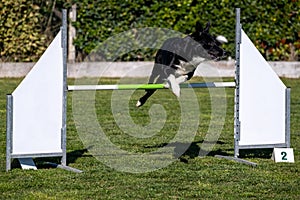 Border Collie dog jumping over the obstacle during agility training outdoor.