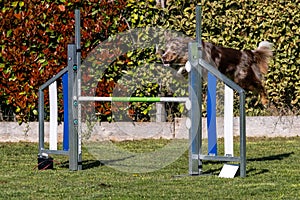 Border Collie dog jumping over the obstacle during agility training outdoor.