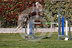 Border Collie dog jumping over the obstacle during agility training outdoor.