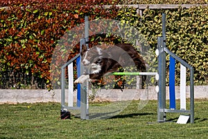 Border Collie dog jumping over the obstacle during agility training outdoors