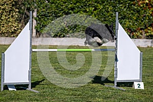 Border Collie dog jumping over the obstacle during agility training outdoors