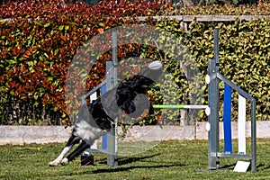 Border Collie dog jumping over the obstacle during agility training outdoors