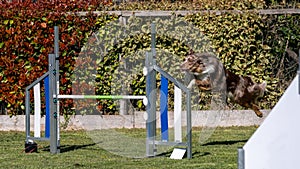 Border collie dog jumping over the obstacle during agility training outdoors