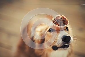 Border collie dog keeps cake on her nose