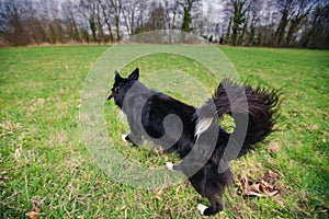 Border Collie dog without leash  running outdoors