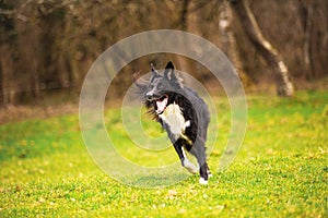 Border Collie dog without leash running outdoors in nature in beautiful sunrise. Dog play and running in city park. Happy dog over