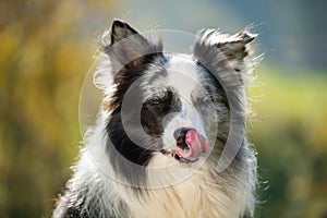 Border collie dog licks his mouth