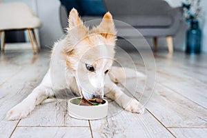 The border collie dog lies in the apartment and eats natural food.