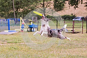 Border collie dog living in belgium photo