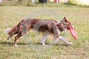 Border collie dog living in belgium photo