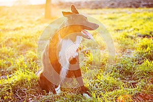 Border collie dog looking aside with open mouth funny face, enjoying a warm sunny day outdoors in the park