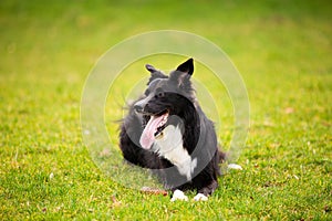 Border collie dog looking aside with open mouth funny face, enjoying a warm sunny day outdoors in the park