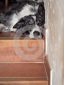 Border collie dog looking really bored.