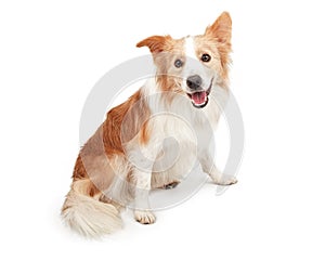 Border Collie Dog Looking Looking Happy