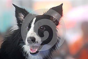 A border collie dog looking at an object of interest.