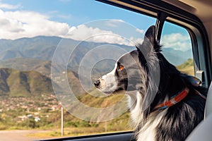 Border Collie dog looking out of car window at mountain landscape