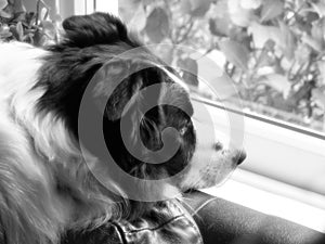 Border Collie dog looking sadly out of a window waiting for it's owner to return