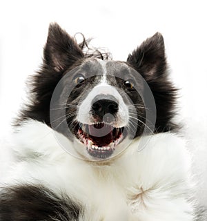 Border Collie dog looking up happy