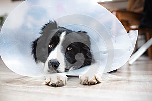 border collie dog lying after castration in a protective collar at home on the floor, head resting on paws and tired look