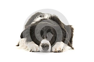 Border collie dog lying down with its head on the floor looking