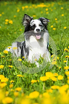Border collie dog in a spring meadow