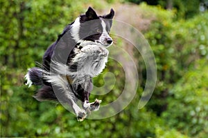 Border collie dog in midair after jumping