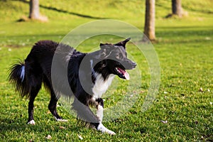 Border Collie Dog obedience training in city park in a sunny day. Border Collie playing on green grass in city park without leash