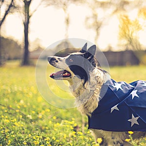 Border collie dog outside wearing a US American flag cape