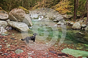 Border Collie dog paddles in a river in Corsica
