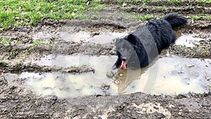 Border Collie dog panting in mud puddle