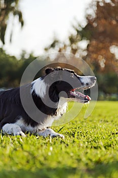 Border Collie Dog on Park Lawn