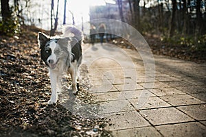 Frontiere il cane sul marciapiede 