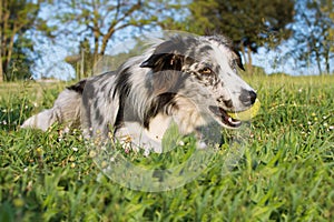 BORDER COLLIE DOG PLAYING A BALL AND LYING DOWN AT PARK