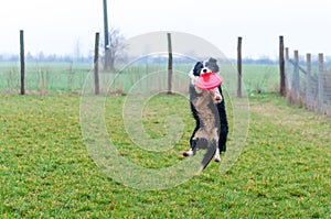 A border collie dog playing with a frisbee