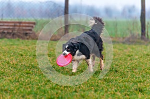 A border collie dog playing with a frisbee