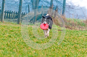 A border collie dog playing with a frisbee