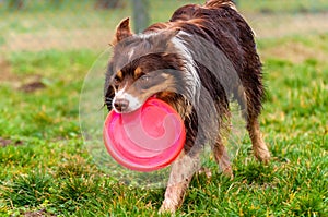 A border collie dog playing with a frisbee