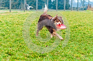 A border collie dog playing with a frisbee