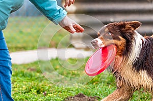 A border collie dog playing with a frisbee