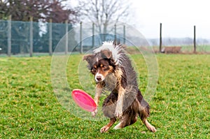 A border collie dog playing with a frisbee